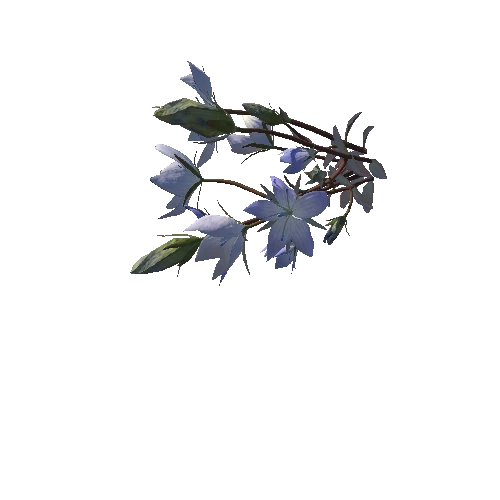 3D flower Collection vol02 Lomatogonium01_L